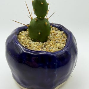 Può includere: Un piccolo cactus verde con spine affilate in un vaso di ceramica blu scuro. Il vaso è riempito con piccoli ciottoli beige. Il cactus ha due sezioni arrotondate.