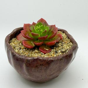 Puede incluir: Una pequeña planta suculenta con hojas verdes con puntas rojas se encuentra en una maceta de cerámica marrón oscuro texturizada. La maceta está llena de pequeños guijarros de color claro. La planta está centrada sobre un fondo blanco.