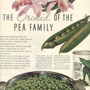 1937 Green Giant Pea ad - The Orchid of the Pea Family - Gorgeous Bright Color!  Vintage food advertising, Retro Kitchen Decor
