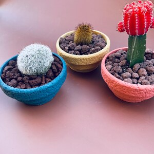 May include: Three small potted cacti in colorful pots. The pots are blue, yellow, and pink. The cacti are different varieties, including a white fuzzy cactus, a spiky cactus, and a red cactus.