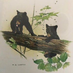 Glen Loates Fine Art Print - Black Bear Cubs with Bees - Vintage 1977
