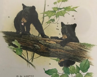 Glen Loates Fine Art Print - Black Bear Cubs with Bees - Vintage 1977