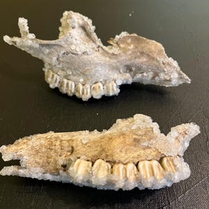 May include: Two animal jawbones with visible teeth. The bones are a light brown colour and are covered in a crystalline substance. The jawbones are positioned on a dark surface, with one above the other.