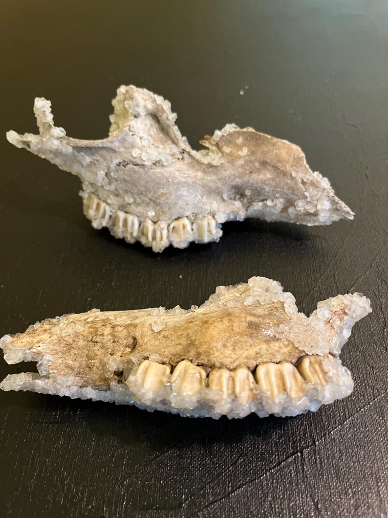 May include: Two animal jawbones with visible teeth. The bones are a light brown colour and are covered in a crystalline substance. The jawbones are positioned on a dark surface, with one above the other.