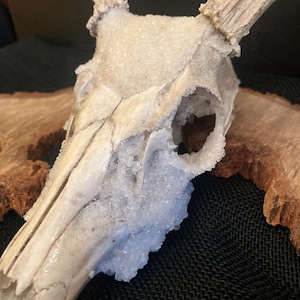 Deer Bones and Skulls*Ethically Sourced*Borax Crystals*Assemblage Craft Projects*RenFair*Viking*Oddity Art*Bone Art*Dark and Moody* Buck Skull w/Antlers