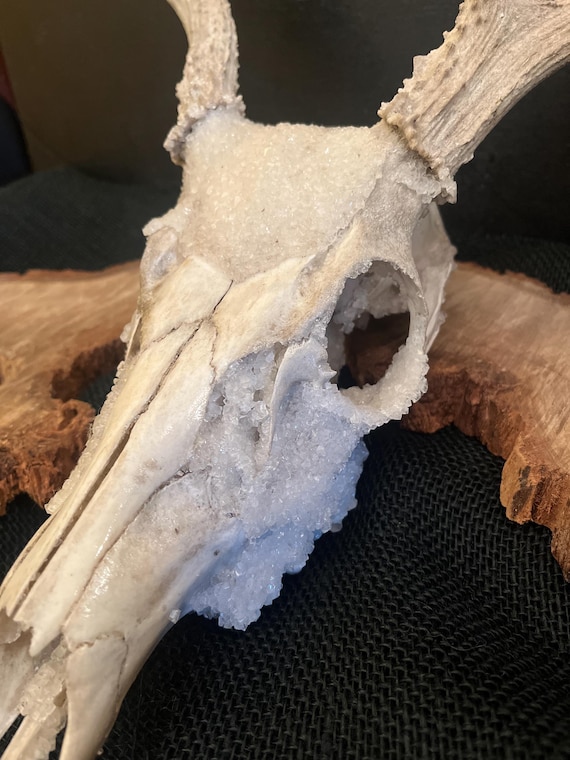 Deer Bones and Skulls*Ethically Sourced*Borax Crystals*Assemblage Craft Projects*RenFair*Viking*Oddity Art*Bone Art*Dark and Moody*