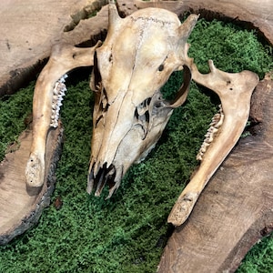Può includere: Un teschio di cervo con corna, montato su una base di legno con muschio verde. Il teschio è bianco e ha un aspetto naturale e invecchiato.