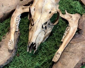 White Tailed Deer Bones **Ethically Sourced**Nature Cleaned**