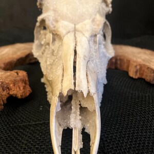 Deer Bones and Skulls*Ethically Sourced*Borax Crystals*Assemblage Craft Projects*RenFair*Viking*Oddity Art*Bone Art*Dark and Moody* image 12