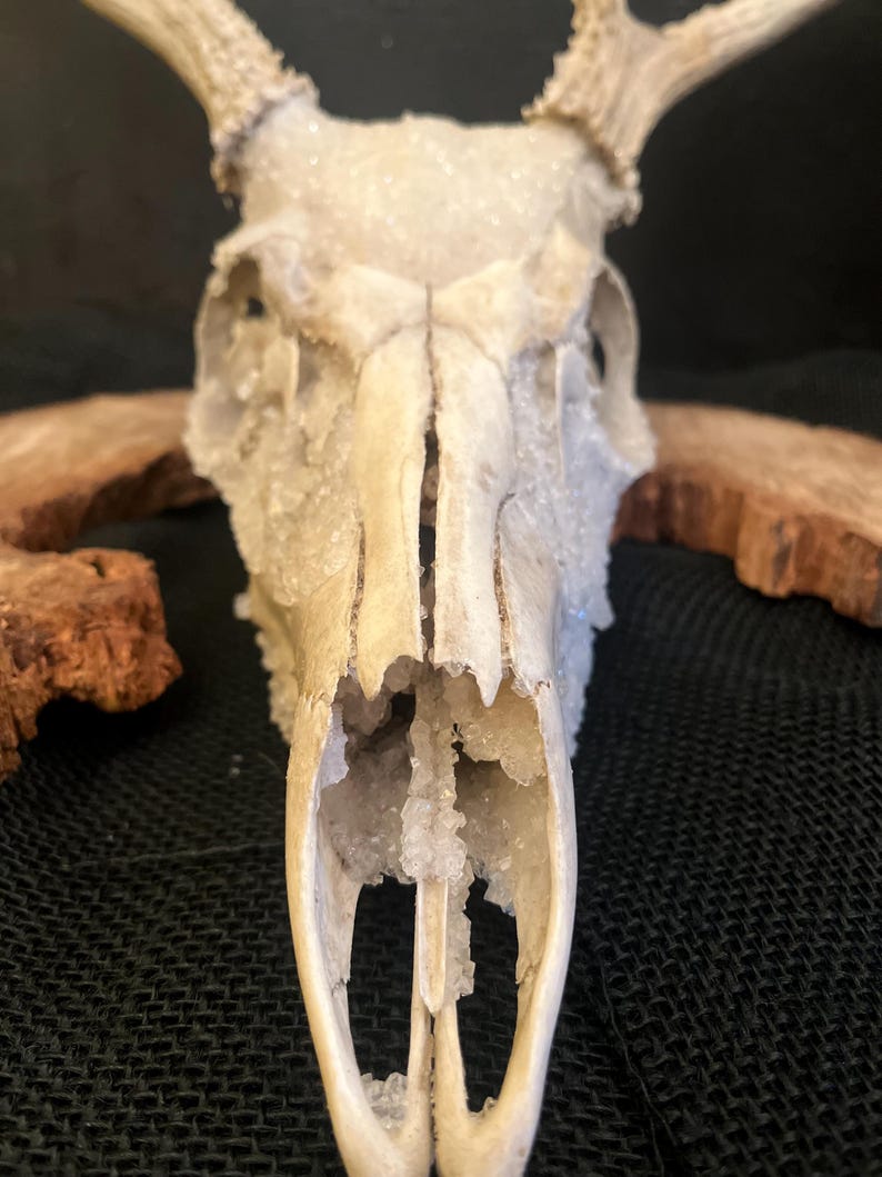 Deer Bones and Skulls*Ethically Sourced*Borax Crystals*Assemblage Craft Projects*RenFair*Viking*Oddity Art*Bone Art*Dark and Moody* image 12