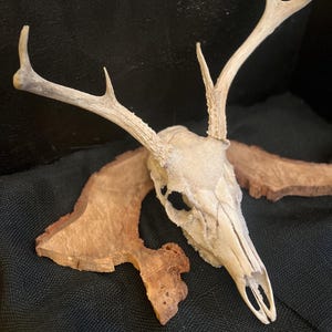 Deer Bones and Skulls*Ethically Sourced*Borax Crystals*Assemblage Craft Projects*RenFair*Viking*Oddity Art*Bone Art*Dark and Moody* image 13