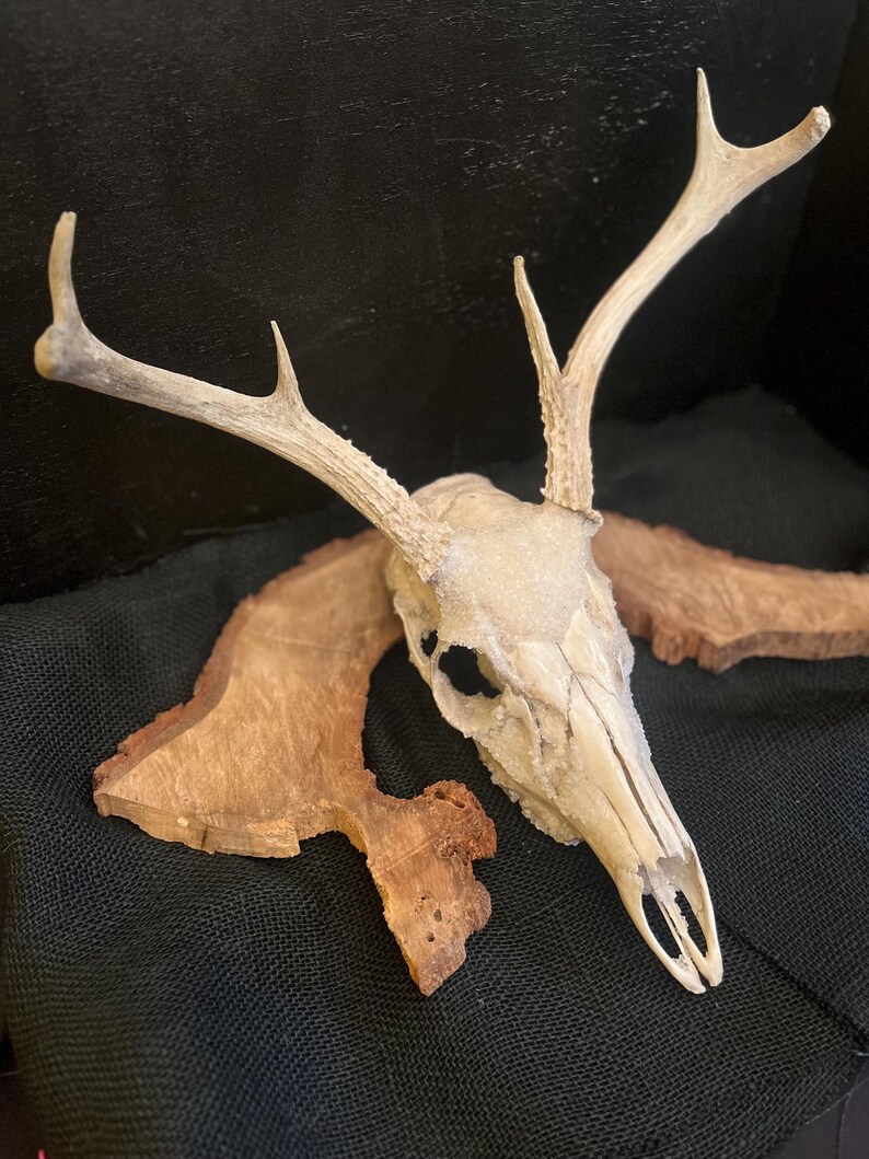Deer Bones and Skulls*Ethically Sourced*Borax Crystals*Assemblage Craft Projects*RenFair*Viking*Oddity Art*Bone Art*Dark and Moody* image 13