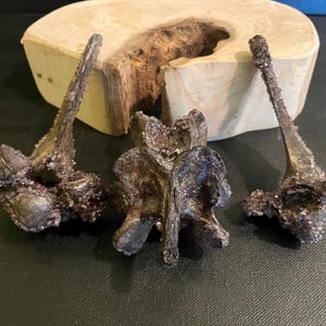 May include: Three dark, textured bone sculptures. They are arranged in front of a light-coloured wooden slab with a natural, irregular edge. The sculptures have a rough, crystallized appearance.