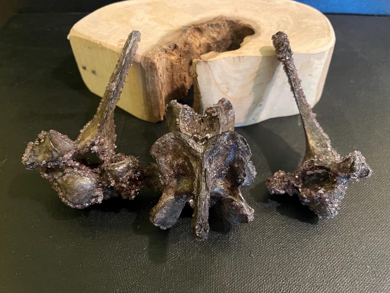 May include: Three dark, textured bone sculptures. They are arranged in front of a light-coloured wooden slab with a natural, irregular edge. The sculptures have a rough, crystallized appearance.