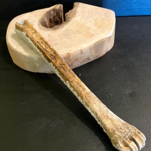 May include: A weathered, light brown bone with a textured surface and a crystalline coating along one edge. The bone is lying on a light-coloured, irregularly shaped wooden block with a carved-out section. The background is dark.