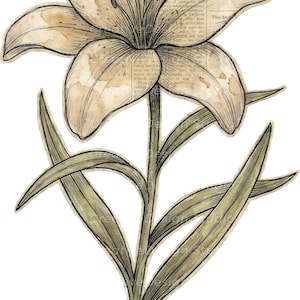 Op de afbeelding: Een botanische illustratie van een leliebloem met zes bloemblaadjes in beige en bruine tinten, voorzien van een vintage krantenprinttextuur. De bloem heeft een groene stengel en lange, puntige groene bladeren met donkere inktomlijningen.