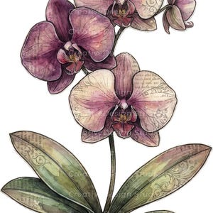 Op de afbeelding: Een aquarelillustratie van een orchideeplant met drie grote paarse en cr&egrave;mekleurige bloemen en &eacute;&eacute;n knop. De bloemblaadjes en groene bladeren hebben een gelaagd effect met vintage-stijl gedrukte tekst en vage, wervelende lijnpatronen.