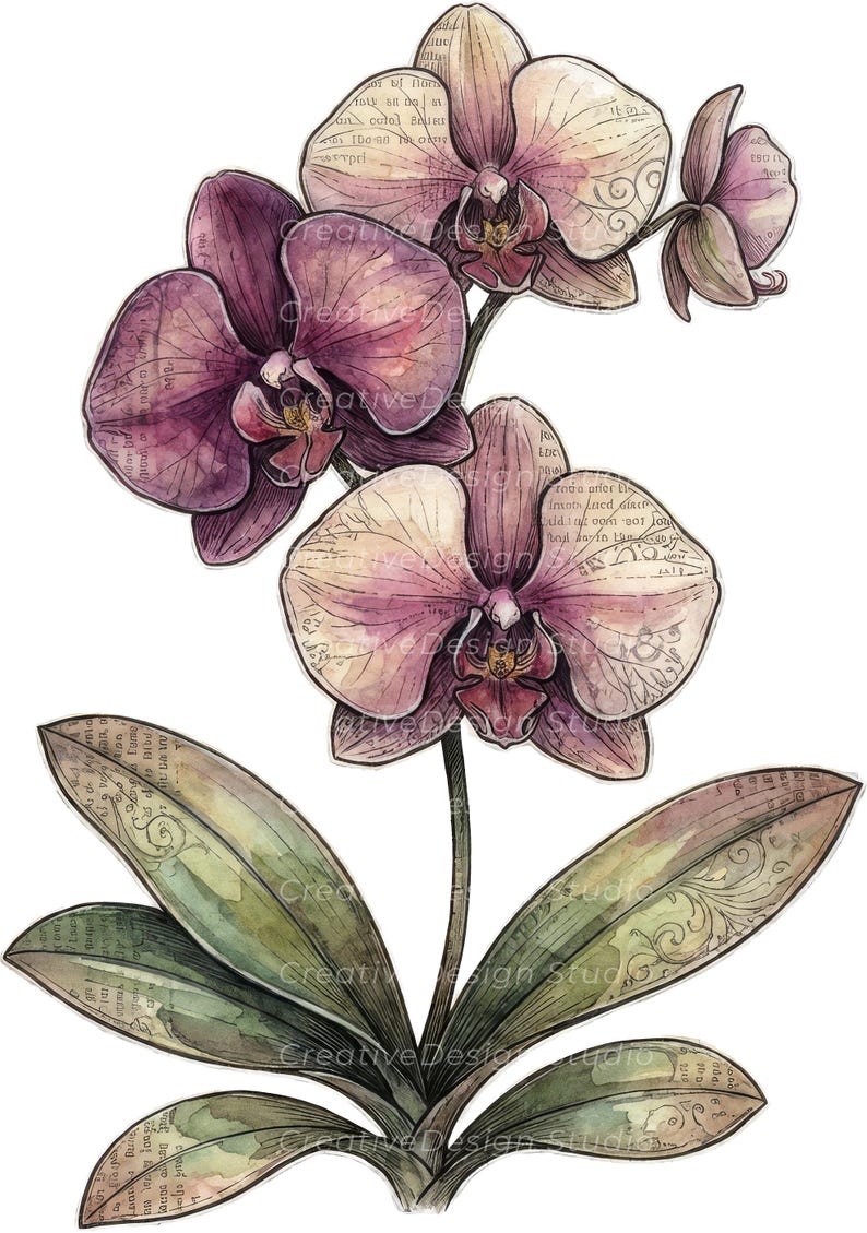 Op de afbeelding: Een aquarelillustratie van een orchideeplant met drie grote paarse en cr&egrave;mekleurige bloemen en &eacute;&eacute;n knop. De bloemblaadjes en groene bladeren hebben een gelaagd effect met vintage-stijl gedrukte tekst en vage, wervelende lijnpatronen.