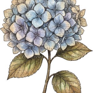 Op de afbeelding: Een aquarelillustratie van een blauwe hortensiabloem met groene bladeren. De bloemblaadjes en bladeren zijn voorzien van een vintage-stijl overlay van gedrukte tekst uit een oud boek, met donkere omlijningen die de bloemstructuur en steel defini&euml;ren.