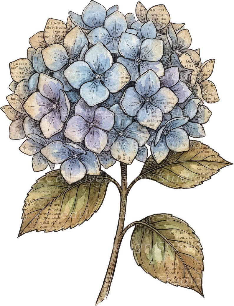 Op de afbeelding: Een aquarelillustratie van een blauwe hortensiabloem met groene bladeren. De bloemblaadjes en bladeren zijn voorzien van een vintage-stijl overlay van gedrukte tekst uit een oud boek, met donkere omlijningen die de bloemstructuur en steel defini&euml;ren.