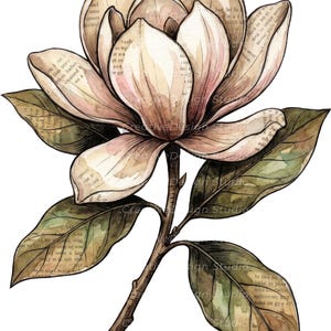 Op de afbeelding: Een aquarelillustratie van een magnolia-bloem met gelaagde bloemblaadjes in cr&egrave;me- en zachte roze tinten, voorzien van vintage-stijl gedrukte tekstoverlays op de bloemblaadjes en groene bladeren, verbonden aan een centrale bruine stengel.