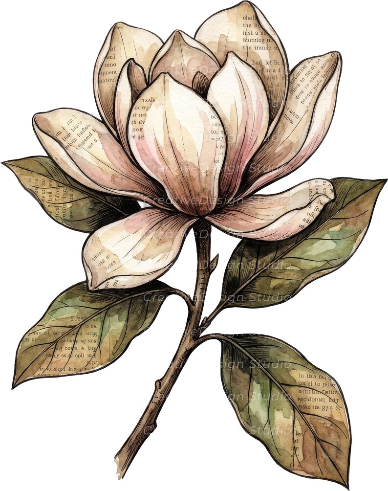 Op de afbeelding: Een aquarelillustratie van een magnolia-bloem met gelaagde bloemblaadjes in cr&egrave;me- en zachte roze tinten, voorzien van vintage-stijl gedrukte tekstoverlays op de bloemblaadjes en groene bladeren, verbonden aan een centrale bruine stengel.