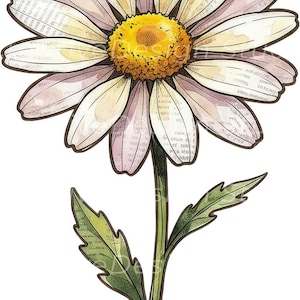 Op de afbeelding: Een illustratie van een madeliefje met witte bloemblaadjes met een krantenprinttextuur, een felgeel gestructureerd hart en een groene stengel met twee gekartelde bladeren. De gehele botanische afbeelding heeft een donkerbruine rand.