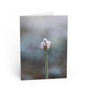 Sussurros de Geada - Cartão em branco com flor macro - Adicione sua mensagem
