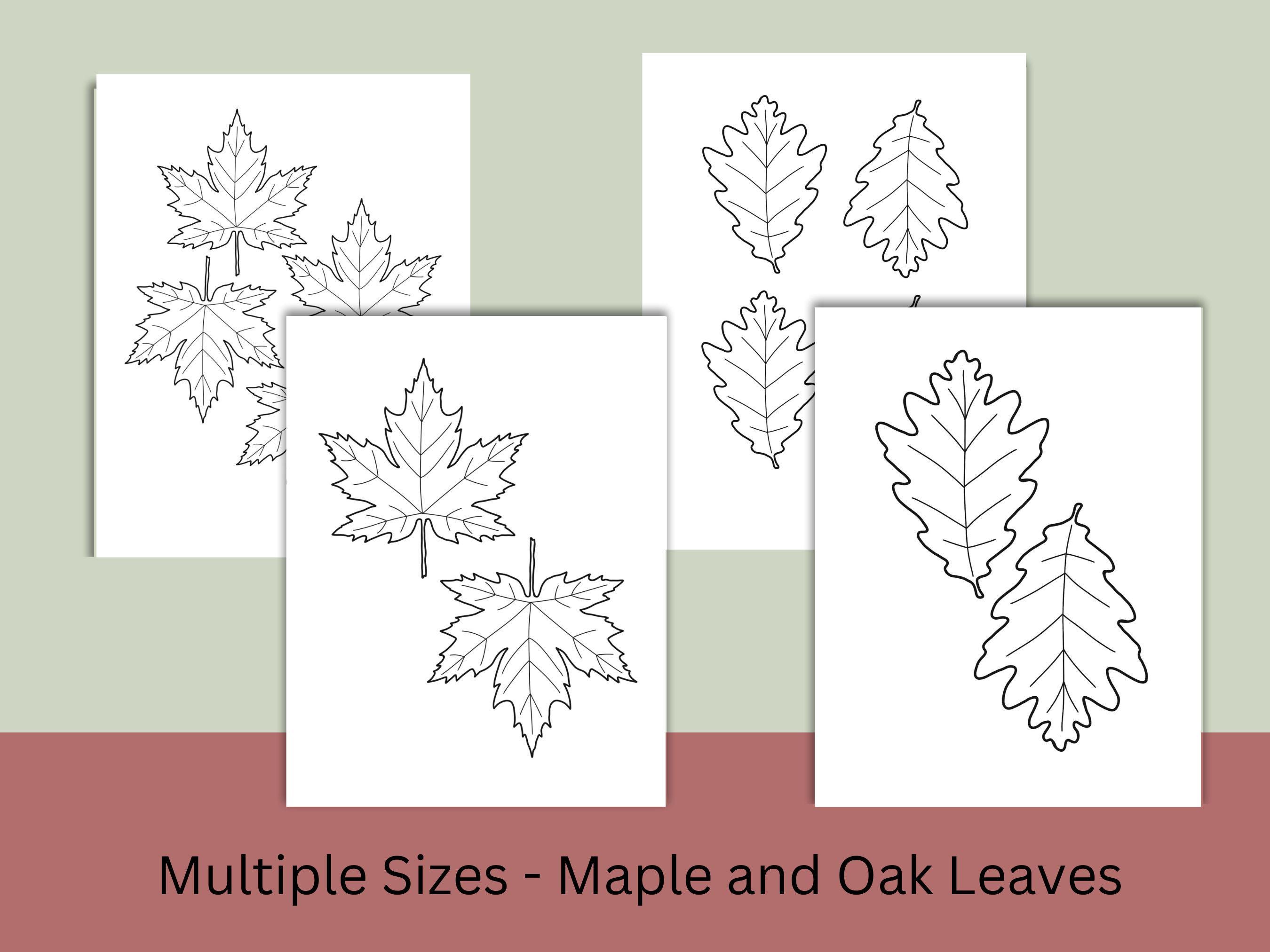 Printable Autumn Leaves PDF Fall Leaves Outlines for Crafts