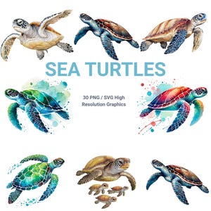 30 Watercolor Turtle Clipart Bundle | Sea Turtle PNG, PDF, SVG Designs | Transparent Backgrounds