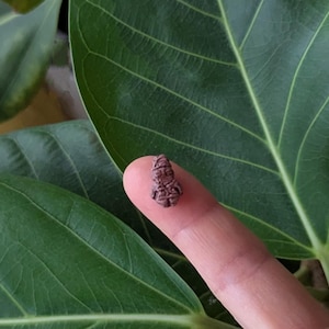 May include: A tiny, dark brown, carved figurine with a detailed, textured surface, shaped like a small humanoid figure with defined facial features and limbs, resting on a fingertip against a backdrop of large, vibrant green leaves.