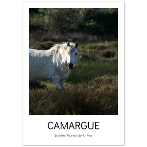 Carte postale Cheval de Camargue