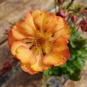 May include: A close-up shot of a bright orange flower with multiple layers of petals, each with fine lines. The centre has a cluster of yellow stamens. The flower is set against a blurred background of wooden planks and greenery.