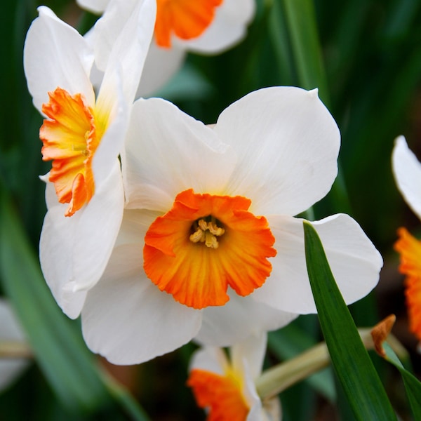 White and Orange Daffodil Magnet-ready to ship