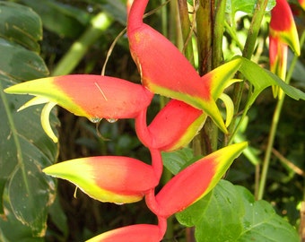 Red and Yellow Flower in Guatemala Greeting Card-READY TO SHIP