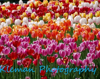 Tulip Bed Magnet-READY TO SHIP