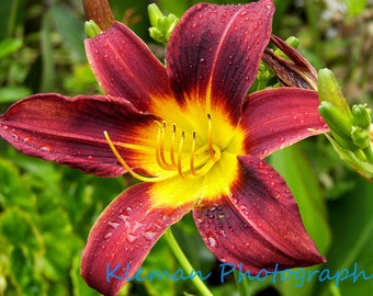 Red Lily in Guatemala Greeting Card