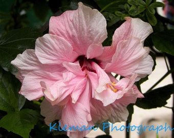 Pink Hibiscus Greeting Card