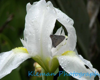 Butterfly on White Iris Greeting Card