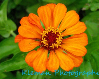 Orange Zinnia Greeting Card-READY TO SHIP