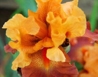 Orange Iris Magnet-ready to ship