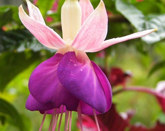 Purple Fuchsia in Guatemala Greeting Card-READY TO SHIP