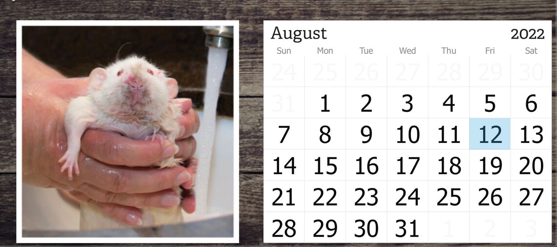 SNACKS 2022 Desk Calendar Rats Eating Snacks Etsy