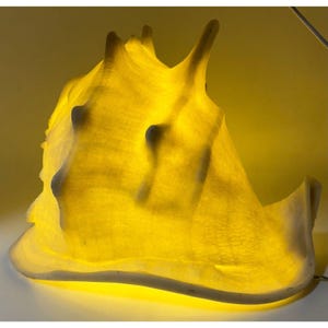 May include: A large, white seashell with a yellow glow emanating from inside. The shell has a rough, textured surface and a unique, organic shape.