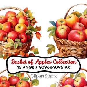 Korb mit lebendigen Äpfeln Clipart Sammlung 15 hochauflösende PNGs Illustrationen zum Thema Ernte, rustikale Herbstdekoration und Bauernhausgrafiken