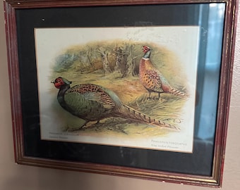Vintage Ornithological Print Japanese Pheasant Ring-necked Pheasant Charles Whymper Framed