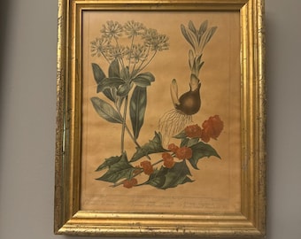 Vintage Framed Syd Edwards Botanical Floral Print Handcolored Star Anemone Berry Headed Strawberry Blite Shrubby Hare’s Ear