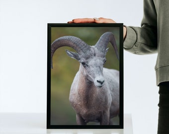 Bighorn Sheep Photography Print | Signed Animal Wall Art