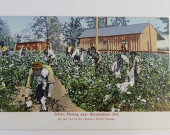 Antique early 1900s ' Cotton Picking near Germantown Ark ' on line of Missouri Pacific Railway historical postcard by Rochester News Co