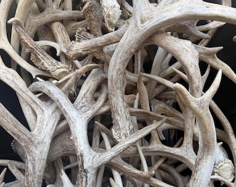 BULK Whitetail Deer Antlers. Naturally shed antlers.